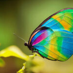 rainbow butterfly