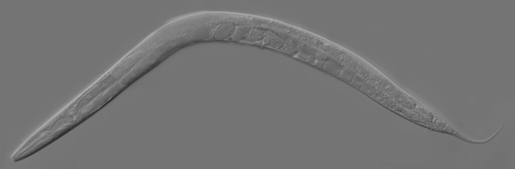 From Simples Worms to Complex Discoveries: Notable Research Utilizing Caenorhabditis Elegans