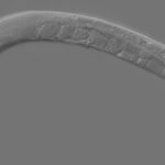 sciox image Caenorhabditis elegans